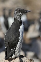 Closeup of Common Murre (Uria aalge) on the Farallon Islands