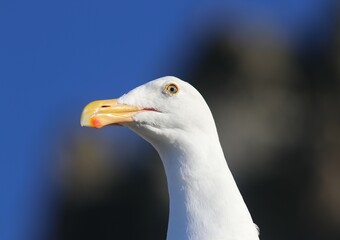Portrait of adult Western Gull (Larus occidentalis) 