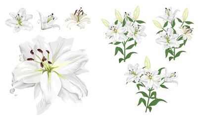 Vector flower set. Royal white lilies, branches with flowers and leaves, buds. Flowers on a white background. - obrazy, fototapety, plakaty