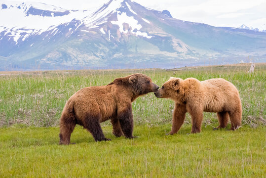 Alaska Peninsula Brown Bears Mating Ritual