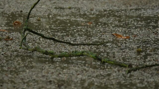 Falling rain on the ground where the twig lies.