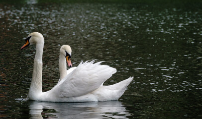 Two graceful white swans swim in the dark water.