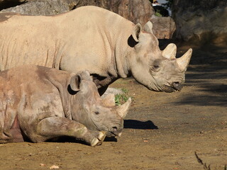 Naklejka premium サイの親子