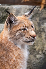 Fototapeta premium Portrait of The Eurasian lynx close-up, lat. Lynx lynx