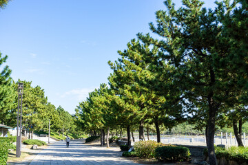 Obraz premium 神奈川県横浜市金沢区の海の公園