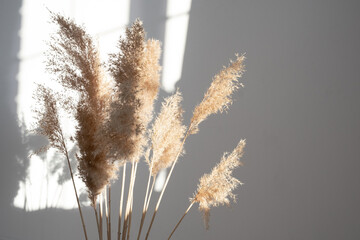 Pampas grass. Reed Plume Stem, Dried Pampas Grass, Decorative Feather Flower Arrangement for Home,...