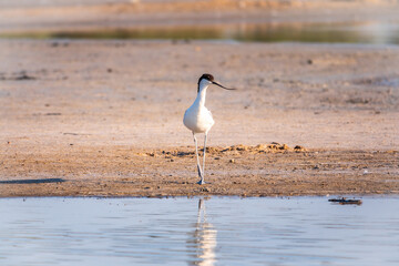 The pied avocet, Recurvirostra avosetta, is a large black and white wader with long, upturned beak