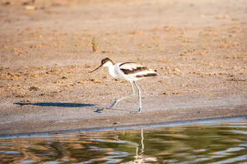 The pied avocet, Recurvirostra avosetta, is a large black and white wader with long, upturned beak