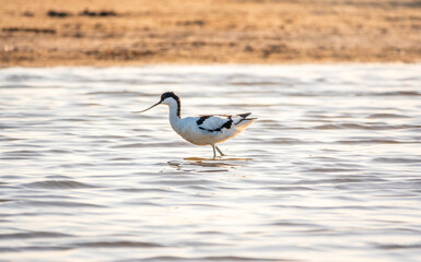 Fototapeta premium Water bird pied avocet, Recurvirostra avosetta, feeding in the lake. The pied avocet is a large black and white wader with long, upturned beak