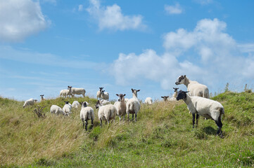 Fototapeta na wymiar Lambs, sheep and blue skies