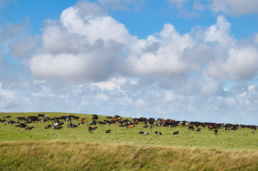 Cows on a field and a sunny day