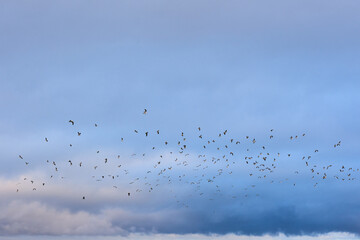 Flock of birds