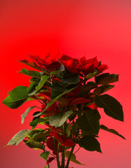 Beautiful Chirstmas Poinsettia flower photographed on a neutral red color background. This plant is often use during the winter holidays all over the world as a Xmas decoration.