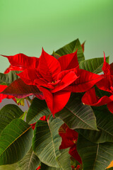 Beautiful Chirstmas Poinsettia flower photographed on a neutral green color background. This plant is often use during the winter holidays all over the world as a Xmas decoration.