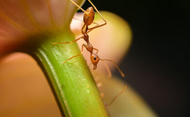 Weaver ant closeup macro shot, climbing down an anthurium flower stem.