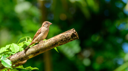 A house sparrow female bird sitting on a broken twig in the garden close up, adorable residential sparrow bird portrait close up.
