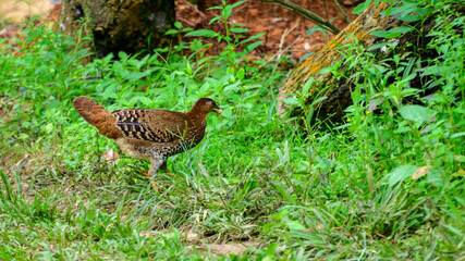 Sri Lankan junglefowl female, Hen is much smaller compared to the male, dull brown plumage with white patterning on lower belly and breast.