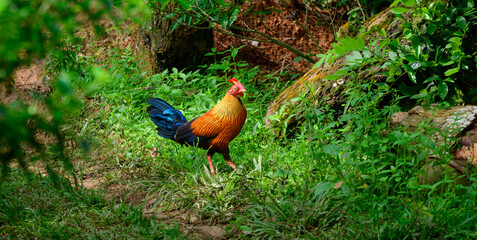 Sri Lankan junglefowl photograph, Beautiful vivid plumage, and highly exaggerated wattle and comb. Orange-red body plumage with dark purple to black wings and tail. the national bird in Sri Lanka. © nilanka