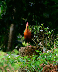 Sri Lankan junglefowl frontal view photograph, Beautiful male jungle fowl stand on a tree log and...