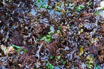 Detail of sea algae over water