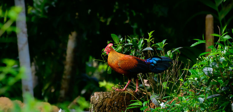 Sri Lankan jungle fowl photograph, Beautiful male jungle fowl stand on a tree log and watchful of the surroundings, Endemic and the national bird in Sri Lanka.
