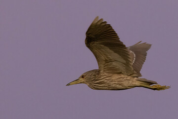 Young Juvenile Black Crowned Night Heron Flying at Dusk