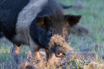 Wild Pig Eating at Dusk in Grass Field