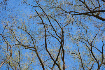 Branches of a tree with blue background