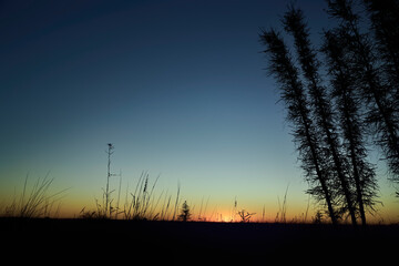 sunset with silhouette of grass and tree