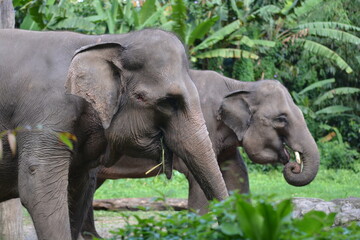 The Sumatran elephant, Elephas maximus sumatranus is  recognized subspecies of the Asian elephant,...