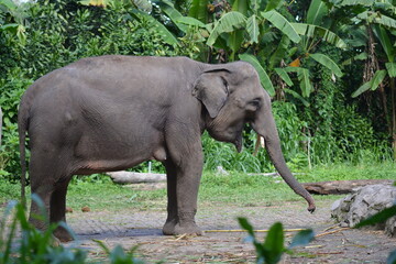 Fototapeta premium The Sumatran elephant, Elephas maximus sumatranus is recognized subspecies of the Asian elephant, and native to the Indonesian island of Sumatra and in general, Asian elephants are smaller than Afric