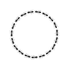 Black ants circle border. Ants forming round shape isolated in white background. Vector illustration