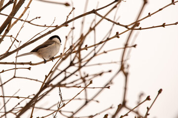 Bird on a branch in autumn.