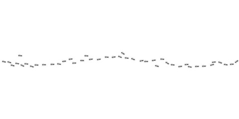 Ants marching in trail searching food. Black ants path isolated in white background. Vector illustration