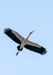 Asian openbill (Anastomus oscitans) in Thailand