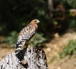 hawk eye