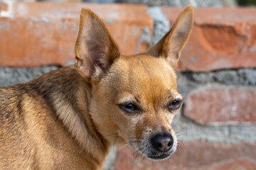 Naklejka na ściany i meble Chihuahua's Head