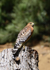 hawk perched on a stump
