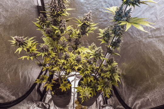 Marijuana bushes growing in growbox
