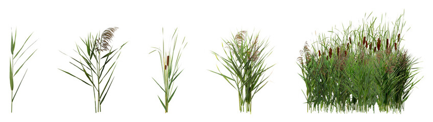 Set with beautiful green reed on white background. Banner design - obrazy, fototapety, plakaty