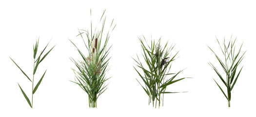 Fototapeta premium Set with beautiful green reed on white background. Banner design