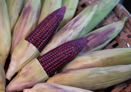 Steamed red corn healthy food.The fresh red sweetcorn from the organic farm in Thailand. (Siam Ruby)