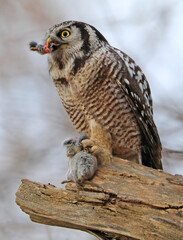 Northern Hawk Owl eating a mouse on a branch tree into the forest, Quebec, Canada