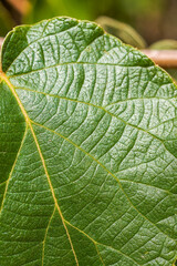 Close-up of green leaf plants in the sun in the park