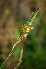 red and yellow flowers. Wild flowers in the Indian Farm.