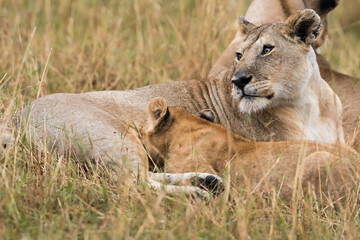 lioness and cubs. Lioness milking the cub.