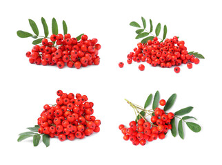 Set with ripe rowan berries on white background