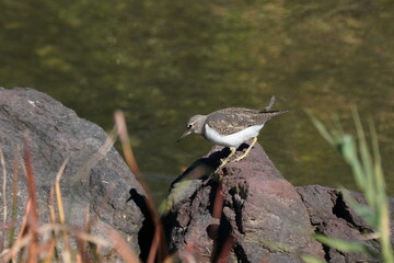 sandpiper on the rock