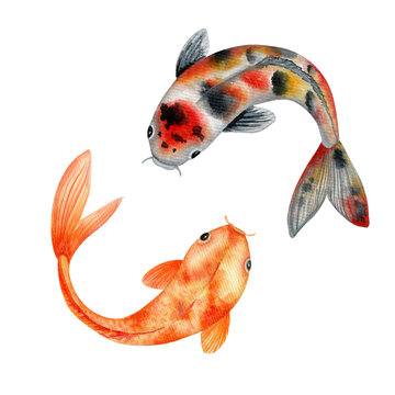 Couple of Koi fishes watercolor illustration. Japanese traditional carps art. Isolated clipart element on white background