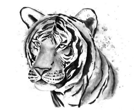 Chinese tiger watercolor hand drawn illustration. Animal printable art. Isolated clipart element on white background